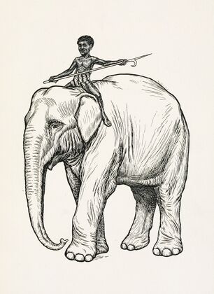 A hundred anecdotes of animals pl 002