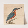 A Kingfisher by Thomas Atwood