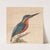 A Kingfisher by Thomas Atwood
