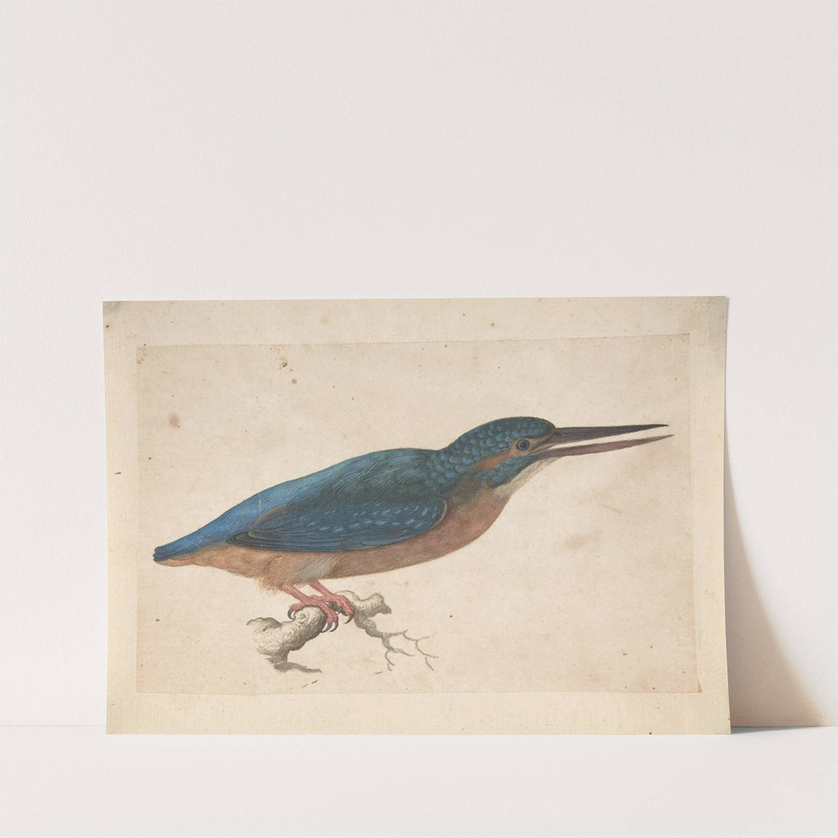 A Kingfisher on a Branch by Jacques Le Moyne de Morgues