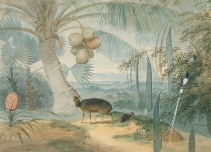 A Landscape in Ceylon, With Barking Deer and Fawn and a Pair of Paradise Fly-Catchers — size preview