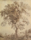 A Large Tree at Albano