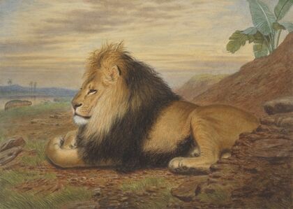 A Lion