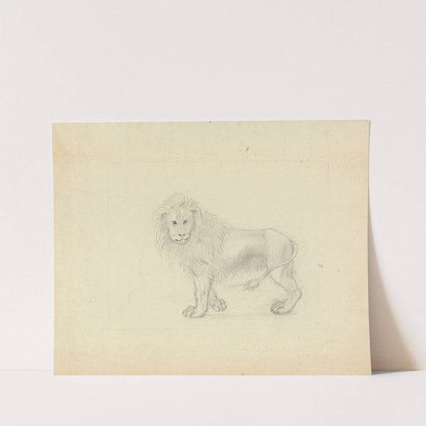 A Lion. by James Sowerby