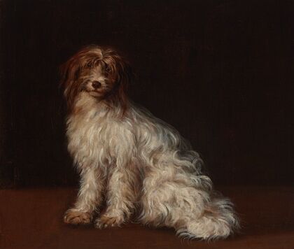 A long-haired terrier