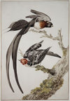 A Long-Tailed Paradise Whydah (Vidua paradisaea) and a Red-Cowled Cardinal (Paroaria dominicana)
