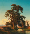 A majestic tree in the evening light