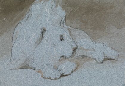 A Male Lion, Lying Down and Half Facing Right