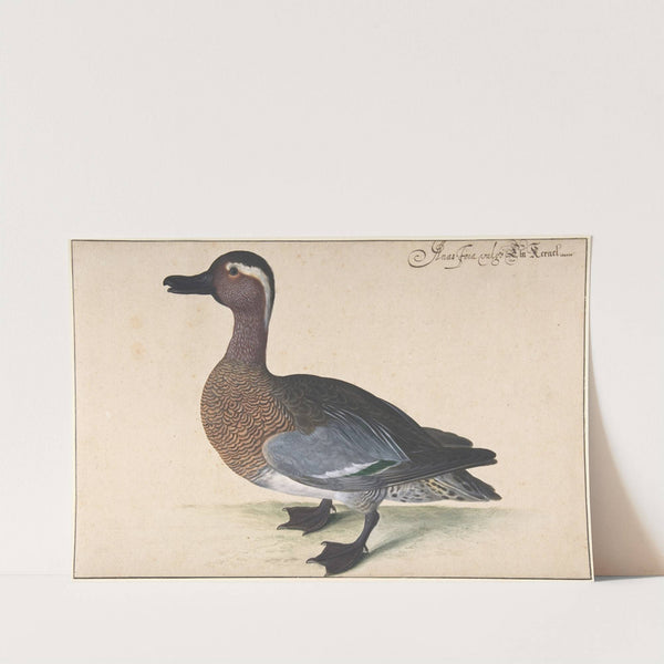 A Male Teal by Johann Jakob Walther