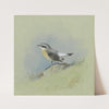 A Male Wheatear by Archibald Thorburn