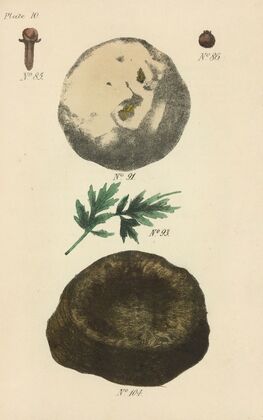 A Manual of Vegetable Materia Medica Pl.01