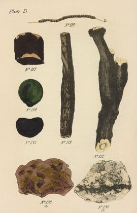 A Manual of Vegetable Materia Medica Pl.02