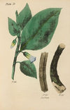 A Manual of Vegetable Materia Medica Pl.04