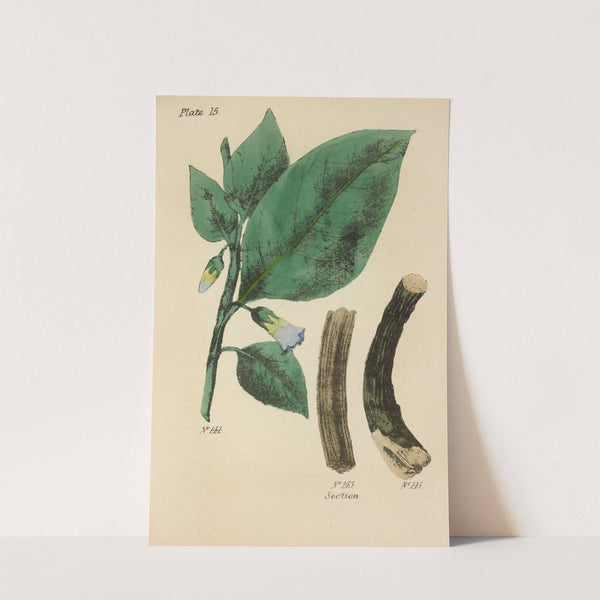 A Manual of Vegetable Materia Medica Pl.04 by George Sampson Valentine Wills