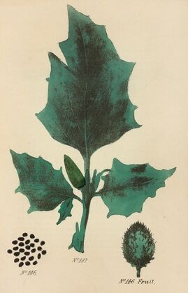 A Manual of Vegetable Materia Medica Pl.05