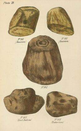 A Manual of Vegetable Materia Medica Pl.07