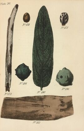 A Manual of Vegetable Materia Medica Pl.09
