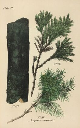 A Manual of Vegetable Materia Medica Pl.10