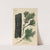 A Manual of Vegetable Materia Medica Pl.10 by George Sampson Valentine Wills