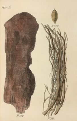 A Manual of Vegetable Materia Medica Pl.11