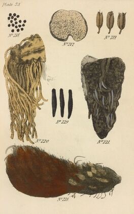 A Manual of Vegetable Materia Medica Pl.12