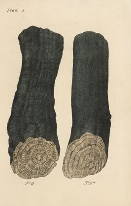A Manual of Vegetable Materia Medica Pl.14