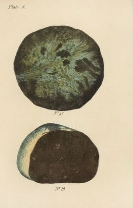 A Manual of Vegetable Materia Medica Pl.16