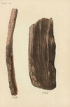A Manual of Vegetable Materia Medica Pl.17