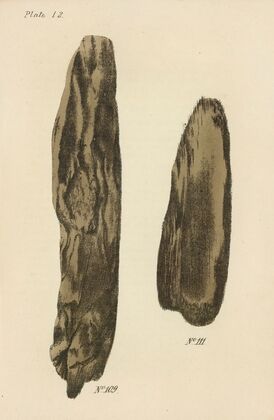 A Manual of Vegetable Materia Medica Pl.18