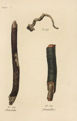 A Manual of Vegetable Materia Medica Pl.19