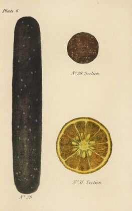 A Manual of Vegetable Materia Medica Pl.20