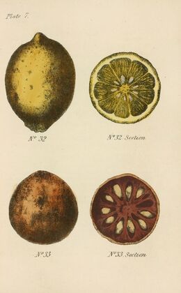 A Manual of Vegetable Materia Medica Pl.21