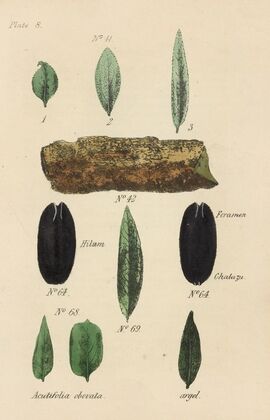 A Manual of Vegetable Materia Medica Pl.22