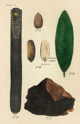 A Manual of Vegetable Materia Medica Pl.23
