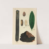 A Manual of Vegetable Materia Medica Pl.23 by George Sampson Valentine Wills