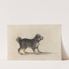 A Mastiff with a Gold-Tooled Collar by Jakob Walther