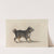 A Mastiff with a Gold-Tooled Collar by Jakob Walther