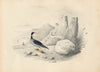 A merganser