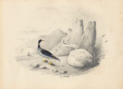 A merganser