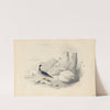 A merganser by Edward Lear