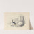 A merganser by Edward Lear