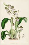 A monograph of Odontoglossum Pl.01