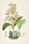 A monograph of Odontoglossum Pl.03
