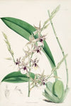 A monograph of Odontoglossum Pl.06
