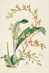 A monograph of Odontoglossum Pl.09