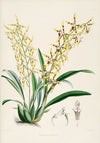 A monograph of Odontoglossum Pl.10