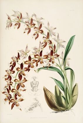 A monograph of Odontoglossum Pl.16