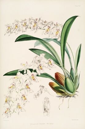 A monograph of Odontoglossum Pl.18