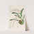 A monograph of Odontoglossum Pl.18 (1874) by James Bateman
