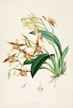 A monograph of Odontoglossum Pl.19